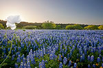 James River Bluebonnets - Texas Wildflowers Sunset Landscape by Gary Regner