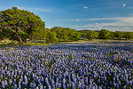 Iconic Hill Country - Texas Wildflowers Landscape by Gary Regner