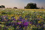 Spring Bounty - Texas Wildflowers Sunrise Landscape by Gary Regner