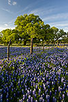 County Road - Texas Wildflowers Landscape by Gary Regner