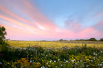 The Big Bang - Texas Wildflower Sunrise Landscape by Gary Regner