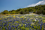 Bluebonnet Ridge - Texas Wildflowers Bluebonnet Landscape by Gary Regner