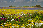 Kaleidoscope - Texas Wildflowers Sunrise Landscape by Gary Regner