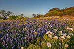 Loyal Valley - Texas Wildflowers Bluebonnet Sunset Landscape by Gary Regner