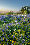 Pastoral Eve - Texas Wildflowers Bluebonnet Sunset Landscape by Gary Regner