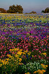 Prismatic Meadow - Texas Wildflowers Sunset Landscape by Gary Regner