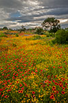 Red and Gold - Texas Wildflowers Sunrise Landscape by Gary Regner