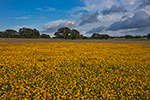 Golden Carpet - Texas Wildflowers Landscape by Gary Regner