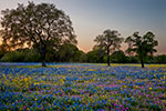 Oh So Devine - Texas Wildflowers Sunset Landscape by Gary Regner