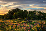First Light - Texas Wildflowers Sunrise Landscape by Gary Regner