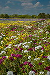 Frio Poppies - South Texas Wildflowers Landscape by Gary Regner