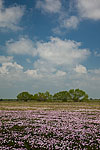 Cow Slips - Texas Wildflowers Landscape by Gary Regner