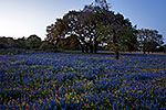 Blue - Texas Wildflowers Sunset Landscape by Gary Regner