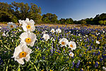 Poppies - Texas Wildflowers Landscape by Gary Regner