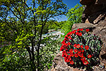 Crevice - Texas Wildflowers Landscape by Gary Regner
