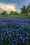 Cerulean Jewels - Texas Wildflowers, Hill Country Bluebonnets at Sunset by Gary Regner