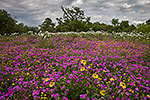 Suddenly It's Spring - Texas Wildflowers, Phlox by Gary Regner