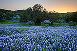 Afterglow - Texas Wildflowers, Hill Country Bluebonnets at Sunset by Gary Regner
