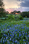 Easter Bonnets - Texas Wildflowers, Bluebonnets at Sunset by Gary Regner