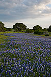 River of Blue - Texas Wildflowers, Bluebonnets by Gary Regner