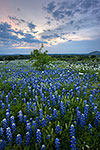 Twilight Blues - Texas Wildflowers, Bluebonnets at Sunset by Gary Regner