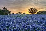 Good Friday - Texas Wildflowers, Hill Country Bluebonnets at Sunset by Gary Regner