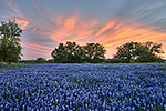 Light Show - Texas Wildflowers, Hill Country Bluebonnets at Sunset by Gary Regner