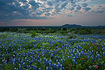 A Touch of Red - Texas Wildflowers, Hill Country Bluebonnets at Sunset by Gary Regner