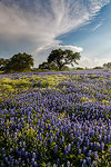 Cumulonimbus - Texas Wildflowers, Bluebonnets by Gary Regner
