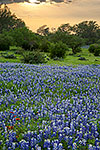Windmill Sunset - Texas Wildflowers, Bluebonnets by Gary Regner
