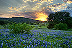 Rays of the Sun - Texas Wildflowers, Hill Country Bluebonnets at Sunset by Gary Regner