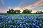 Wisps - Texas Wildflowers, Hill Country Bluebonnets at Sunset by Gary Regner