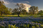 Golden Hour - Texas Wildflowers, Hill Country Bluebonnets at Sunset by Gary Regner