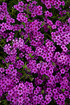 Magenta Phlox - Texas Wildflowers, Phlox by Gary Regner