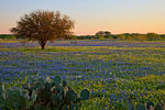 Huisache Wildflower Meadow - Texas Wildflowers, Bluebonnets by Gary Regner