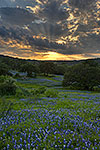 Crepuscular Rays - Texas Wildflowers, Hill Country Bluebonnets at Sunset by Gary Regner