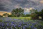 Breaking Through - Texas Wildflowers, Bluebonnets by Gary Regner