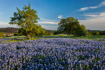 Llano Uplift - Texas Wildflowers, Hill Country Bluebonnets by Gary Regner