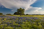 Approaching Storm - Texas Wildflowers, Hill Country Bluebonnets by Gary Regner