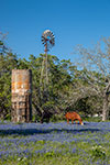 Out to Pasture - Texas Wildflowers, Horses and Bluebonnets by Gary Regner