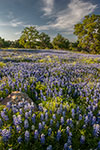 Llano County Wildflowers - Texas Hill Country Wildflowers, Bluebonnets by Gary Regner