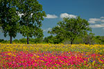 Flamboyant - Texas Wildflowers, Phlox and Groundsel by Gary Regner