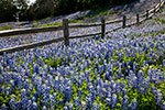 On the Fence - Texas Wildflowers, Hill Country Bluebonnets and Fence by Gary Regner