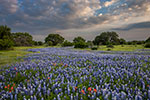 Flowing - Texas Wildflowers, Hill Country Bluebonnets by Gary Regner