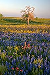 Complementary Colors - Texas Wildflowers, Bluebonnets at Sunset by Gary Regner