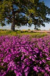 A Multitude of Phlox - Texas Wildflowers, Phlox by Gary Regner