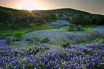 Hillside Blues - Texas Wildflowers, Hill Country Bluebonnets at Sunset by Gary Regner