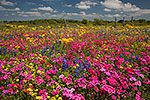 Wildflower Fiesta - Texas Wildflowers, Phlox by Gary Regner