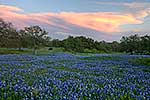 Distant Thunder - Texas Wildflowers, Hill Country Bluebonnets at Sunset by Gary Regner