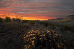 River Road West - Texas Wildflowers, Big Bend Cactus Sunset by Gary Regner
